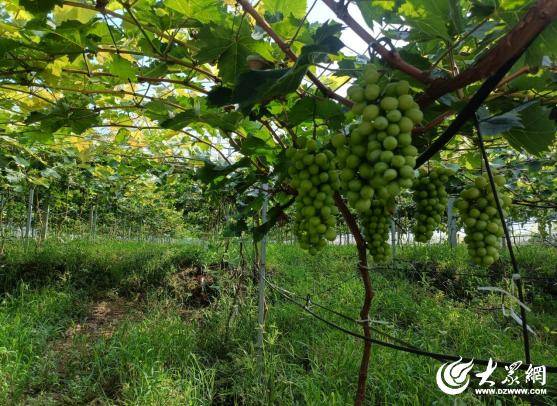 臨朐中新振榮：智慧畜牧賦能生態(tài)農(nóng)業(yè)發(fā)展實踐:生態(tài)農(nóng)業(yè)

