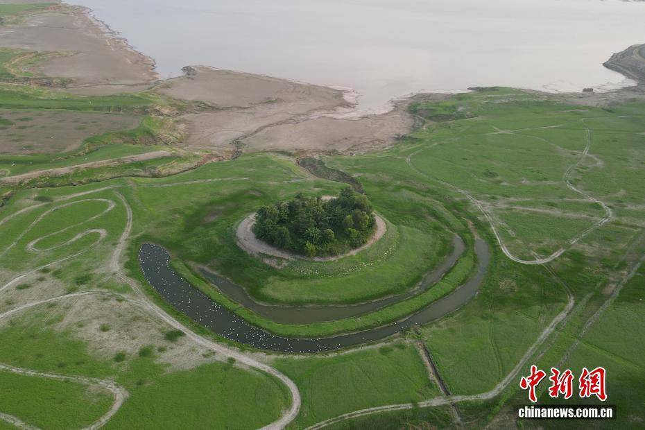 河南黃河三門峽庫區(qū)現“生態(tài)草原”景觀:生態(tài)景觀
