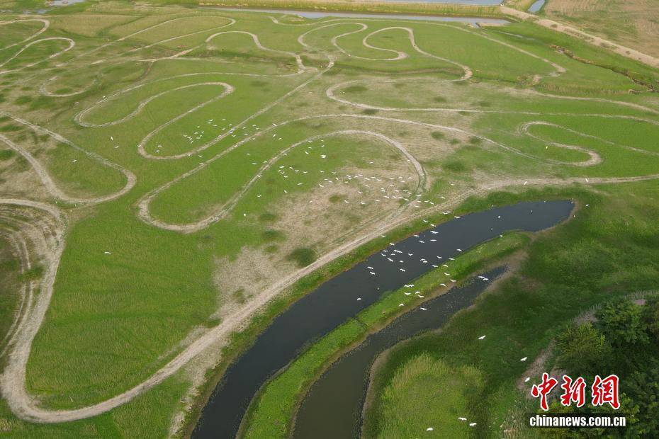 河南黃河三門峽庫區(qū)現“生態(tài)草原”景觀:生態(tài)景觀
