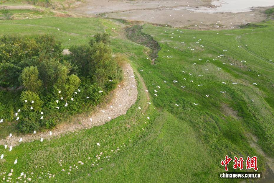 河南黃河三門峽庫區(qū)現“生態(tài)草原”景觀:生態(tài)景觀
