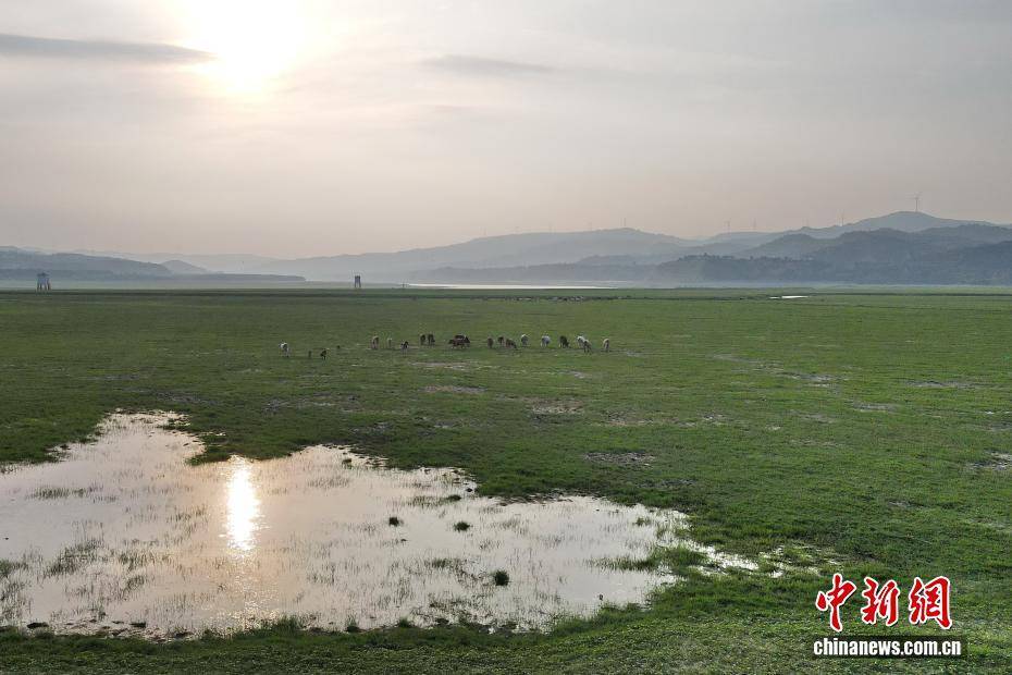 河南黃河三門峽庫區(qū)現“生態(tài)草原”景觀:生態(tài)景觀
