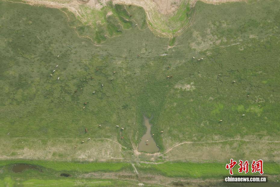 河南黃河三門峽庫區(qū)現“生態(tài)草原”景觀:生態(tài)景觀
