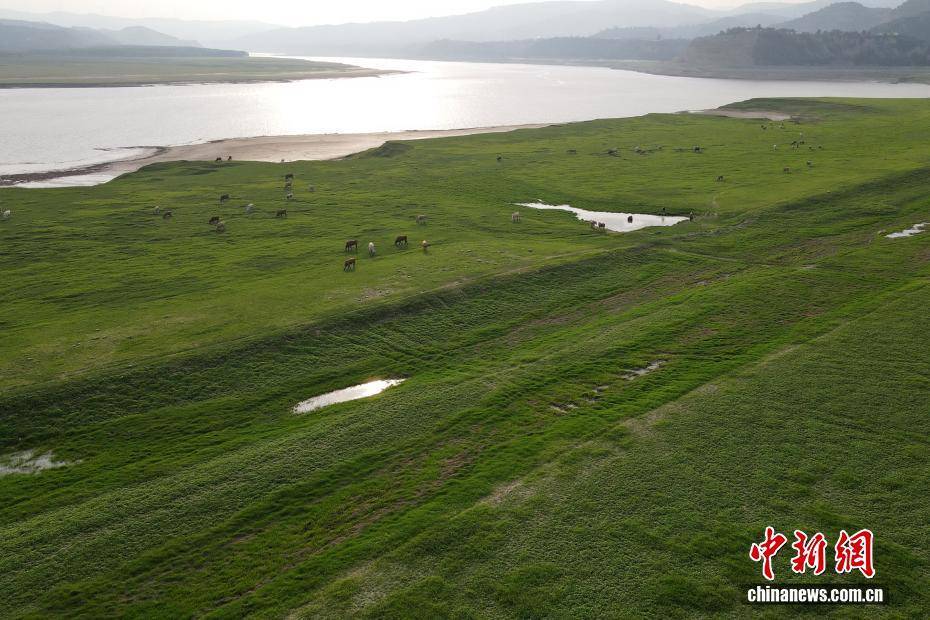 河南黃河三門峽庫區(qū)現“生態(tài)草原”景觀:生態(tài)景觀
