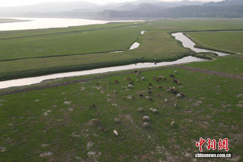 河南黃河三門峽庫區(qū)現“生態(tài)草原”景觀:生態(tài)景觀

