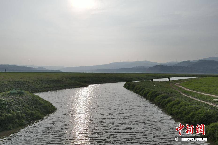 河南黃河三門峽庫區(qū)現“生態(tài)草原”景觀:生態(tài)景觀

